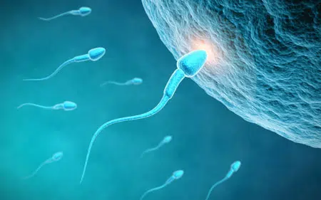 Male and Female Fertility Testing